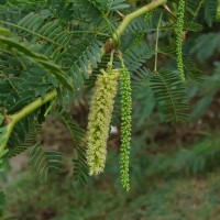 Neltuma juliflora (Sw.) Raf.